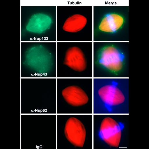  NCBI Organism:Xenopus laevis laevis; Cell Types:oocyte Cell Components:spindle Biological process:mitosis