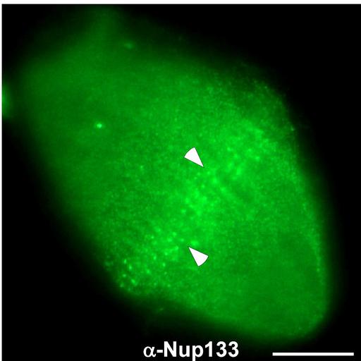  NCBI Organism:Xenopus laevis laevis; Cell Types:oocyte Cell Components:spindle Biological process:mitosis