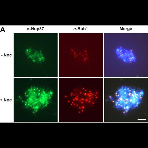  NCBI Organism:Xenopus laevis laevis; Cell Types:oocyte Cell Components:spindle Biological process:mitosis