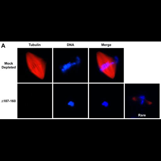  NCBI Organism:Xenopus laevis laevis; Cell Types:oocyte Cell Components:spindle Biological process:mitosis