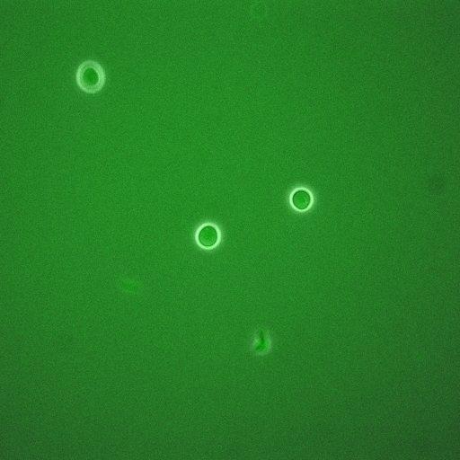  NCBI Organism:Saccharomyces cerevisiae; Cell Components:, cyclin-dependent protein kinase holoenzyme complex; Biological process:regulation of cyclin-dependent protein kinase activity, re-entry into mitotic cell cycle after pheromone arrest;