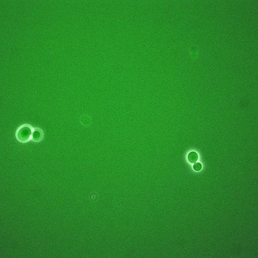  NCBI Organism:Saccharomyces cerevisiae; Cell Components:, cyclin-dependent protein kinase holoenzyme complex; Biological process:regulation of cyclin-dependent protein kinase activity, re-entry into mitotic cell cycle after pheromone arrest;