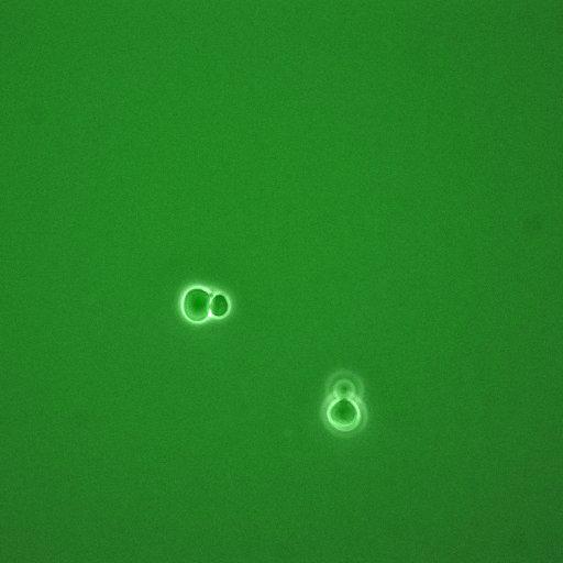  NCBI Organism:Saccharomyces cerevisiae; Cell Components:, cyclin-dependent protein kinase holoenzyme complex; Biological process:regulation of cyclin-dependent protein kinase activity, re-entry into mitotic cell cycle after pheromone arrest;