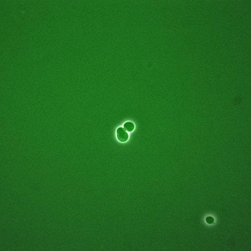  NCBI Organism:Saccharomyces cerevisiae; Cell Components:, cyclin-dependent protein kinase holoenzyme complex; Biological process:regulation of cyclin-dependent protein kinase activity, re-entry into mitotic cell cycle after pheromone arrest;