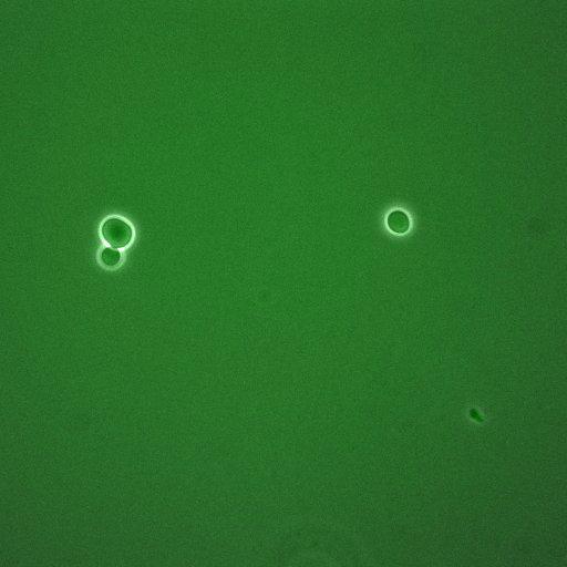  NCBI Organism:Saccharomyces cerevisiae; Cell Components:, cyclin-dependent protein kinase holoenzyme complex; Biological process:regulation of cyclin-dependent protein kinase activity, re-entry into mitotic cell cycle after pheromone arrest;