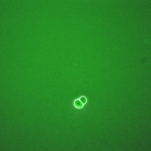  Cell Components:, mitotic checkpoint complex, anaphase-promoting complex; Biological process:activation of mitotic anaphase-promoting complex activity, mitotic metaphase/anaphase transition, mitotic sister chromatid segregation, mitotic spindle elongation, mannoprotein catabolic process;