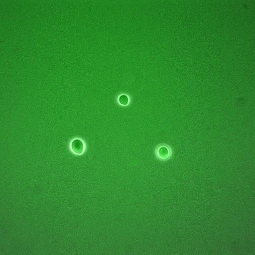  Cell Components:, mitotic checkpoint complex, anaphase-promoting complex; Biological process:activation of mitotic anaphase-promoting complex activity, mitotic metaphase/anaphase transition, mitotic sister chromatid segregation, mitotic spindle elongation, mannoprotein catabolic process;