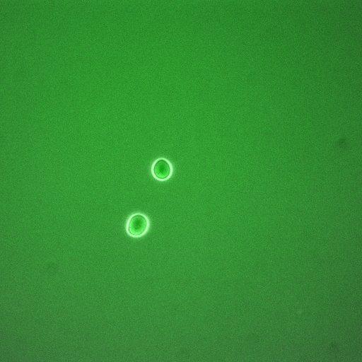  Cell Components:, mitotic checkpoint complex, anaphase-promoting complex; Biological process:activation of mitotic anaphase-promoting complex activity, mitotic metaphase/anaphase transition, mitotic sister chromatid segregation, mitotic spindle elongation, mannoprotein catabolic process;