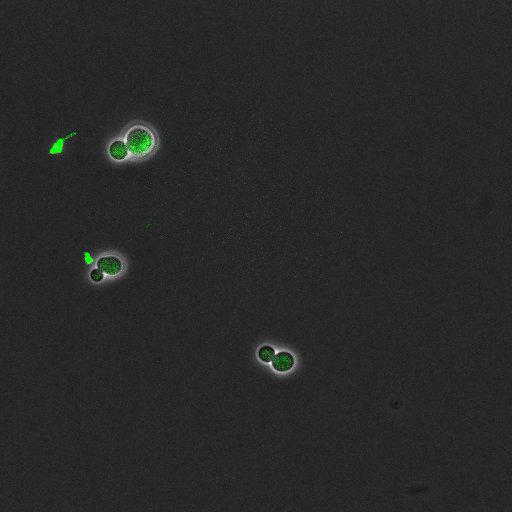  NCBI Organism:Saccharomyces cerevisiae; Cell Components:, pre-replicative complex, DNA replication preinitiation complex; Biological process:G1/S transition of mitotic cell cycle, pre-replicative complex assembly, regulation of chromatin silencing at telomere, regulation of DNA-dependent DNA replication initiation, mannoprotein catabolic process;