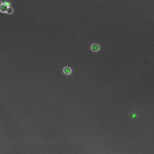  NCBI Organism:Saccharomyces cerevisiae; Cell Components:, pre-replicative complex, DNA replication preinitiation complex; Biological process:G1/S transition of mitotic cell cycle, pre-replicative complex assembly, regulation of chromatin silencing at telomere, regulation of DNA-dependent DNA replication initiation, mannoprotein catabolic process;