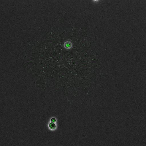  NCBI Organism:Saccharomyces cerevisiae; Cell Components:, pre-replicative complex, DNA replication preinitiation complex; Biological process:G1/S transition of mitotic cell cycle, pre-replicative complex assembly, regulation of chromatin silencing at telomere, regulation of DNA-dependent DNA replication initiation, mannoprotein catabolic process;