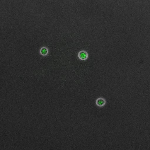  NCBI Organism:Saccharomyces cerevisiae; Cell Components:, pre-replicative complex, DNA replication preinitiation complex; Biological process:G1/S transition of mitotic cell cycle, pre-replicative complex assembly, regulation of chromatin silencing at telomere, regulation of DNA-dependent DNA replication initiation, mannoprotein catabolic process;