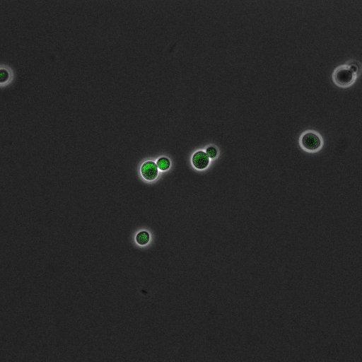  NCBI Organism:Saccharomyces cerevisiae; Cell Components:, pre-replicative complex, DNA replication preinitiation complex; Biological process:G1/S transition of mitotic cell cycle, pre-replicative complex assembly, regulation of chromatin silencing at telomere, regulation of DNA-dependent DNA replication initiation, mannoprotein catabolic process;