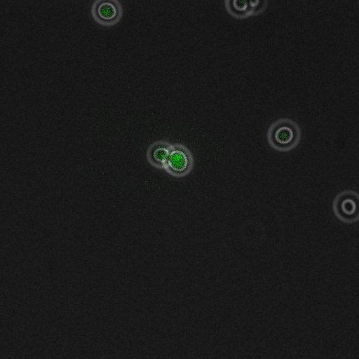  NCBI Organism:Saccharomyces cerevisiae; Cell Components:, pre-replicative complex, DNA replication preinitiation complex; Biological process:G1/S transition of mitotic cell cycle, pre-replicative complex assembly, regulation of chromatin silencing at telomere, regulation of DNA-dependent DNA replication initiation, mannoprotein catabolic process;