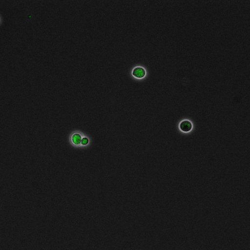  NCBI Organism:Saccharomyces cerevisiae; Cell Components:, pre-replicative complex, DNA replication preinitiation complex; Biological process:G1/S transition of mitotic cell cycle, pre-replicative complex assembly, regulation of chromatin silencing at telomere, regulation of DNA-dependent DNA replication initiation, mannoprotein catabolic process;