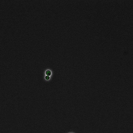  NCBI Organism:Saccharomyces cerevisiae; Cell Components:, pre-replicative complex, DNA replication preinitiation complex; Biological process:G1/S transition of mitotic cell cycle, pre-replicative complex assembly, regulation of chromatin silencing at telomere, regulation of DNA-dependent DNA replication initiation, mannoprotein catabolic process;