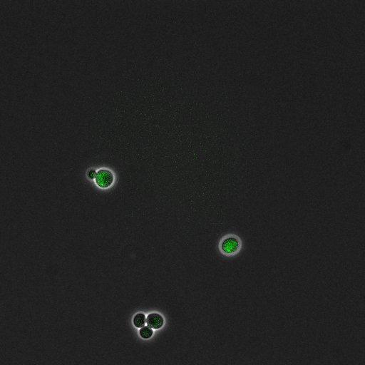  NCBI Organism:Saccharomyces cerevisiae; Cell Components:, pre-replicative complex, DNA replication preinitiation complex; Biological process:G1/S transition of mitotic cell cycle, pre-replicative complex assembly, regulation of chromatin silencing at telomere, regulation of DNA-dependent DNA replication initiation, mannoprotein catabolic process;