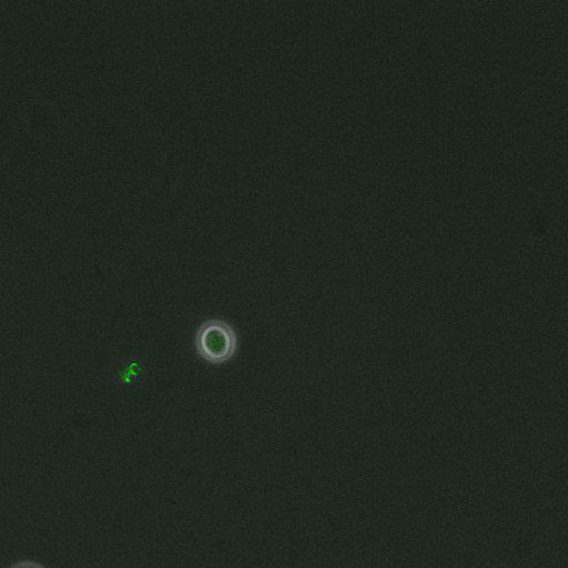  NCBI Organism:Saccharomyces cerevisiae; Cell Components:, pre-replicative complex, DNA replication preinitiation complex; Biological process:G1/S transition of mitotic cell cycle, pre-replicative complex assembly, regulation of chromatin silencing at telomere, regulation of DNA-dependent DNA replication initiation, mannoprotein catabolic process;