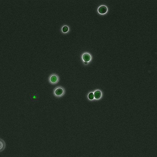  NCBI Organism:Saccharomyces cerevisiae; Cell Components:, pre-replicative complex, DNA replication preinitiation complex; Biological process:G1/S transition of mitotic cell cycle, pre-replicative complex assembly, regulation of chromatin silencing at telomere, regulation of DNA-dependent DNA replication initiation, mannoprotein catabolic process;