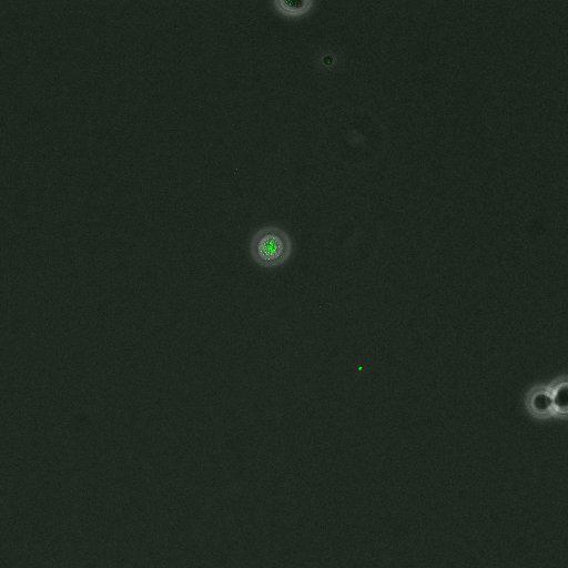  NCBI Organism:Saccharomyces cerevisiae; Cell Components:, pre-replicative complex, DNA replication preinitiation complex; Biological process:G1/S transition of mitotic cell cycle, pre-replicative complex assembly, regulation of chromatin silencing at telomere, regulation of DNA-dependent DNA replication initiation, mannoprotein catabolic process;