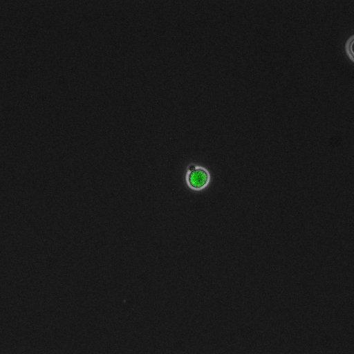  NCBI Organism:Saccharomyces cerevisiae; Cell Components:, pre-replicative complex, DNA replication preinitiation complex; Biological process:G1/S transition of mitotic cell cycle, pre-replicative complex assembly, regulation of chromatin silencing at telomere, regulation of DNA-dependent DNA replication initiation, mannoprotein catabolic process;