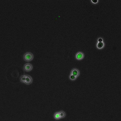  NCBI Organism:Saccharomyces cerevisiae; Cell Components:, pre-replicative complex, DNA replication preinitiation complex; Biological process:G1/S transition of mitotic cell cycle, pre-replicative complex assembly, regulation of chromatin silencing at telomere, regulation of DNA-dependent DNA replication initiation, mannoprotein catabolic process;