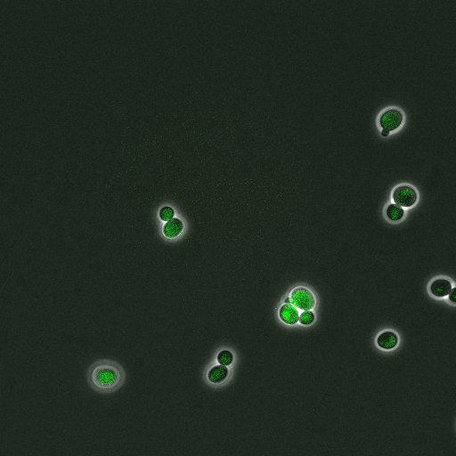  NCBI Organism:Saccharomyces cerevisiae; Cell Components:, pre-replicative complex, DNA replication preinitiation complex; Biological process:G1/S transition of mitotic cell cycle, pre-replicative complex assembly, regulation of chromatin silencing at telomere, regulation of DNA-dependent DNA replication initiation, mannoprotein catabolic process;