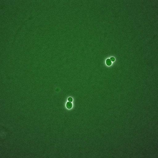  NCBI Organism:Saccharomyces cerevisiae; Cell Components:, mitotic checkpoint complex, nuclear pore; Biological process:chromosome decondensation, mitotic cell cycle G2/M transition decatenation checkpoint, mitotic cell cycle spindle assembly checkpoint;