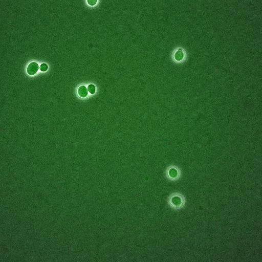  NCBI Organism:Saccharomyces cerevisiae; Cell Components:, mitotic checkpoint complex, nuclear pore; Biological process:chromosome decondensation, mitotic cell cycle G2/M transition decatenation checkpoint, mitotic cell cycle spindle assembly checkpoint;