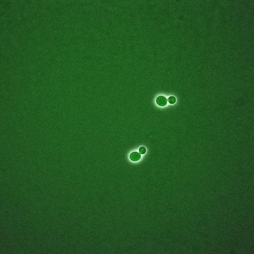  NCBI Organism:Saccharomyces cerevisiae; Cell Components:, mitotic checkpoint complex, nuclear pore; Biological process:chromosome decondensation, mitotic cell cycle G2/M transition decatenation checkpoint, mitotic cell cycle spindle assembly checkpoint;