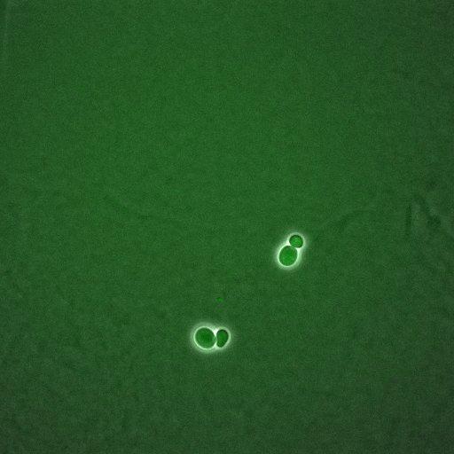  NCBI Organism:Saccharomyces cerevisiae; Cell Components:, mitotic checkpoint complex, nuclear pore; Biological process:chromosome decondensation, mitotic cell cycle G2/M transition decatenation checkpoint, mitotic cell cycle spindle assembly checkpoint;