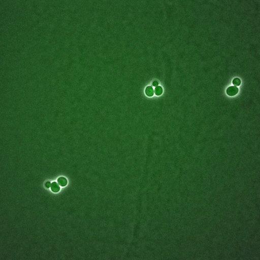  NCBI Organism:Saccharomyces cerevisiae; Cell Components:, mitotic checkpoint complex, nuclear pore; Biological process:chromosome decondensation, mitotic cell cycle G2/M transition decatenation checkpoint, mitotic cell cycle spindle assembly checkpoint;