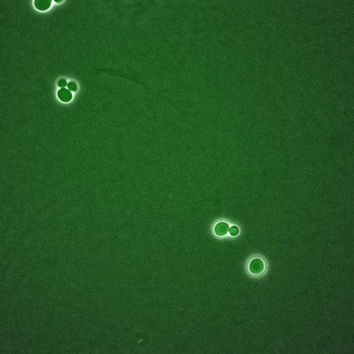  NCBI Organism:Saccharomyces cerevisiae; Cell Components:, mitotic checkpoint complex, nuclear pore; Biological process:chromosome decondensation, mitotic cell cycle G2/M transition decatenation checkpoint, mitotic cell cycle spindle assembly checkpoint;