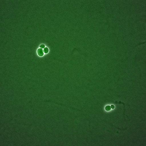  NCBI Organism:Saccharomyces cerevisiae; Cell Components:, mitotic checkpoint complex, nuclear pore; Biological process:chromosome decondensation, mitotic cell cycle G2/M transition decatenation checkpoint, mitotic cell cycle spindle assembly checkpoint;