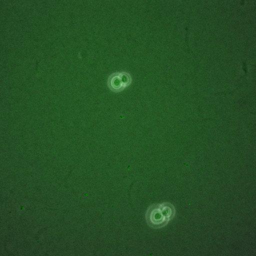  NCBI Organism:Saccharomyces cerevisiae; Cell Components:, mitotic checkpoint complex, nuclear pore; Biological process:chromosome decondensation, mitotic cell cycle G2/M transition decatenation checkpoint, mitotic cell cycle spindle assembly checkpoint;