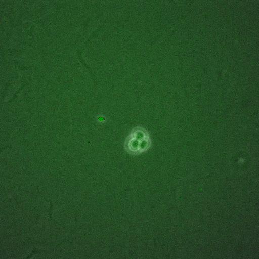  NCBI Organism:Saccharomyces cerevisiae; Cell Components:, mitotic checkpoint complex, nuclear pore; Biological process:chromosome decondensation, mitotic cell cycle G2/M transition decatenation checkpoint, mitotic cell cycle spindle assembly checkpoint;