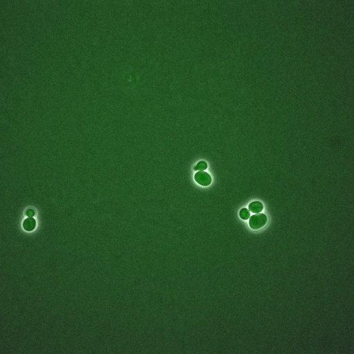  NCBI Organism:Saccharomyces cerevisiae; Cell Components:, mitotic checkpoint complex, nuclear pore; Biological process:chromosome decondensation, mitotic cell cycle G2/M transition decatenation checkpoint, mitotic cell cycle spindle assembly checkpoint;