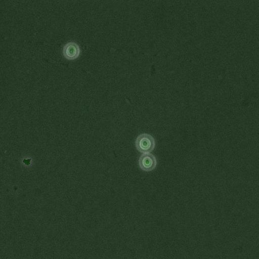  NCBI Organism:Saccharomyces cerevisiae; Cell Components:, nucleus, RENT complex, nucleolus; Biological process:chromatin silencing at rDNA, nucleolus organization, regulation of exit from mitosis, cell cycle, cell division, mitosis;