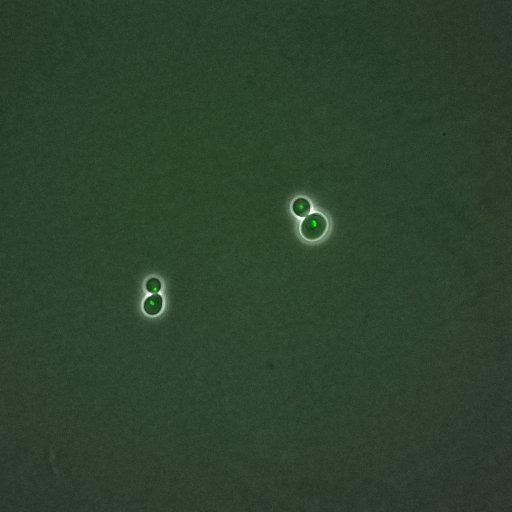  NCBI Organism:Saccharomyces cerevisiae; Cell Components:, nucleus, RENT complex, nucleolus; Biological process:chromatin silencing at rDNA, nucleolus organization, regulation of exit from mitosis, cell cycle, cell division, mitosis;