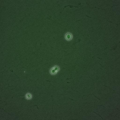  NCBI Organism:Saccharomyces cerevisiae; Cell Components:, nucleus, RENT complex, nucleolus; Biological process:chromatin silencing at rDNA, nucleolus organization, regulation of exit from mitosis, cell cycle, cell division, mitosis;