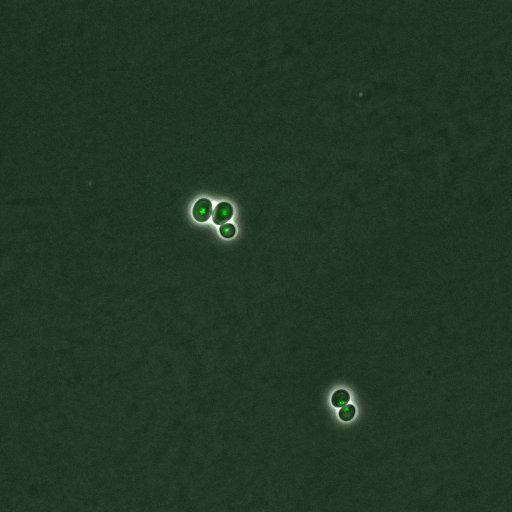  NCBI Organism:Saccharomyces cerevisiae; Cell Components:, nucleus, RENT complex, nucleolus; Biological process:chromatin silencing at rDNA, nucleolus organization, regulation of exit from mitosis, cell cycle, cell division, mitosis;