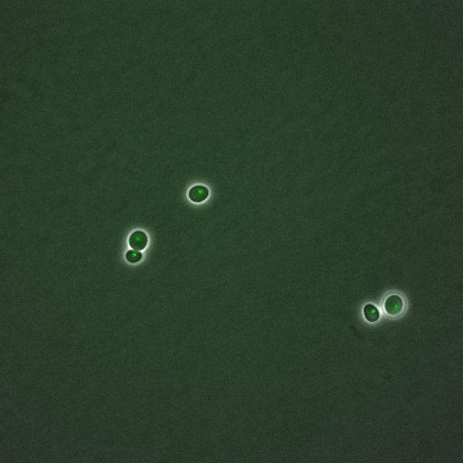  NCBI Organism:Saccharomyces cerevisiae; Cell Components:, nucleus, RENT complex, nucleolus; Biological process:chromatin silencing at rDNA, nucleolus organization, regulation of exit from mitosis, cell cycle, cell division, mitosis;