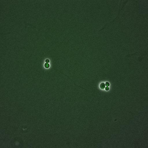  NCBI Organism:Saccharomyces cerevisiae; Cell Components:, nucleus, RENT complex, nucleolus; Biological process:chromatin silencing at rDNA, nucleolus organization, regulation of exit from mitosis, cell cycle, cell division, mitosis;