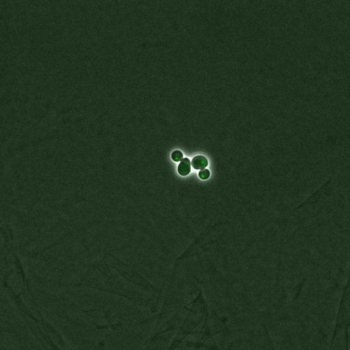  NCBI Organism:Saccharomyces cerevisiae; Cell Components:, nucleus, RENT complex, nucleolus; Biological process:chromatin silencing at rDNA, nucleolus organization, regulation of exit from mitosis, cell cycle, cell division, mitosis;