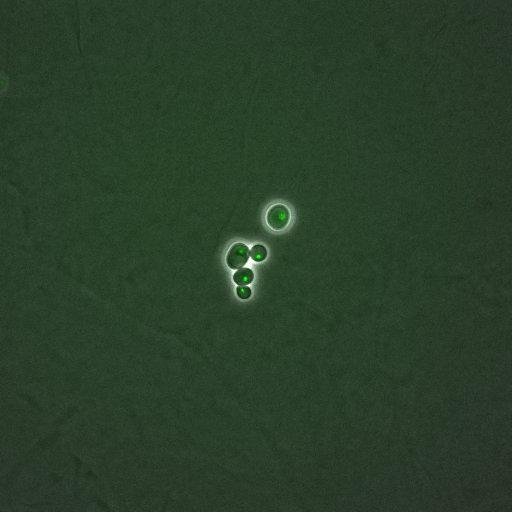  NCBI Organism:Saccharomyces cerevisiae; Cell Components:, nucleus, RENT complex, nucleolus; Biological process:chromatin silencing at rDNA, nucleolus organization, regulation of exit from mitosis, cell cycle, cell division, mitosis;