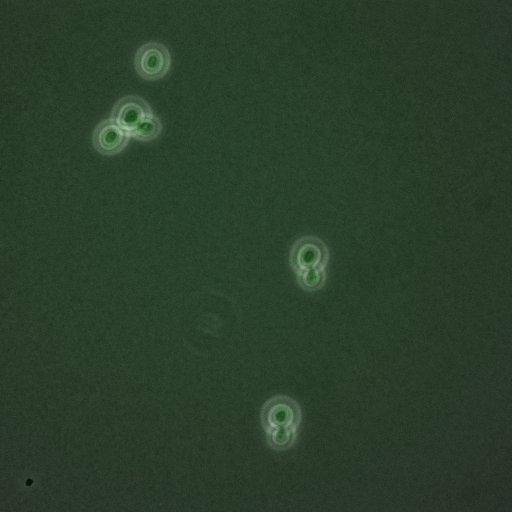  NCBI Organism:Saccharomyces cerevisiae; Cell Components:, nucleus, RENT complex, nucleolus; Biological process:chromatin silencing at rDNA, nucleolus organization, regulation of exit from mitosis, cell cycle, cell division, mitosis;