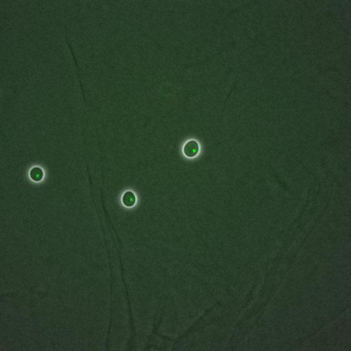  NCBI Organism:Saccharomyces cerevisiae; Cell Components:, nucleus, RENT complex, nucleolus; Biological process:chromatin silencing at rDNA, nucleolus organization, regulation of exit from mitosis, cell cycle, cell division, mitosis;