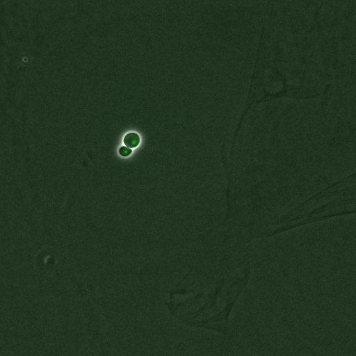  NCBI Organism:Saccharomyces cerevisiae; Cell Components:, nucleus, RENT complex, nucleolus; Biological process:chromatin silencing at rDNA, nucleolus organization, regulation of exit from mitosis, cell cycle, cell division, mitosis;