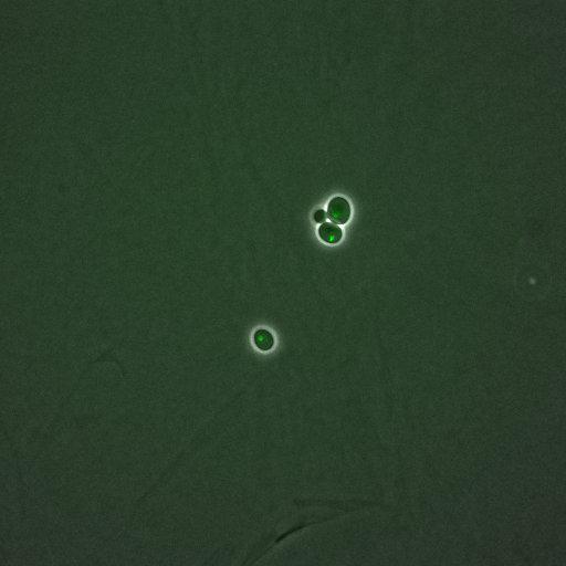  NCBI Organism:Saccharomyces cerevisiae; Cell Components:, nucleus, RENT complex, nucleolus; Biological process:chromatin silencing at rDNA, nucleolus organization, regulation of exit from mitosis, cell cycle, cell division, mitosis;