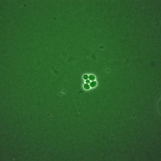  NCBI Organism:Saccharomyces cerevisiae; Biological process:, establishment of protein localization;